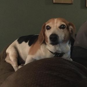 Meet your Posher, Debbie